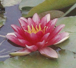 nymphaea